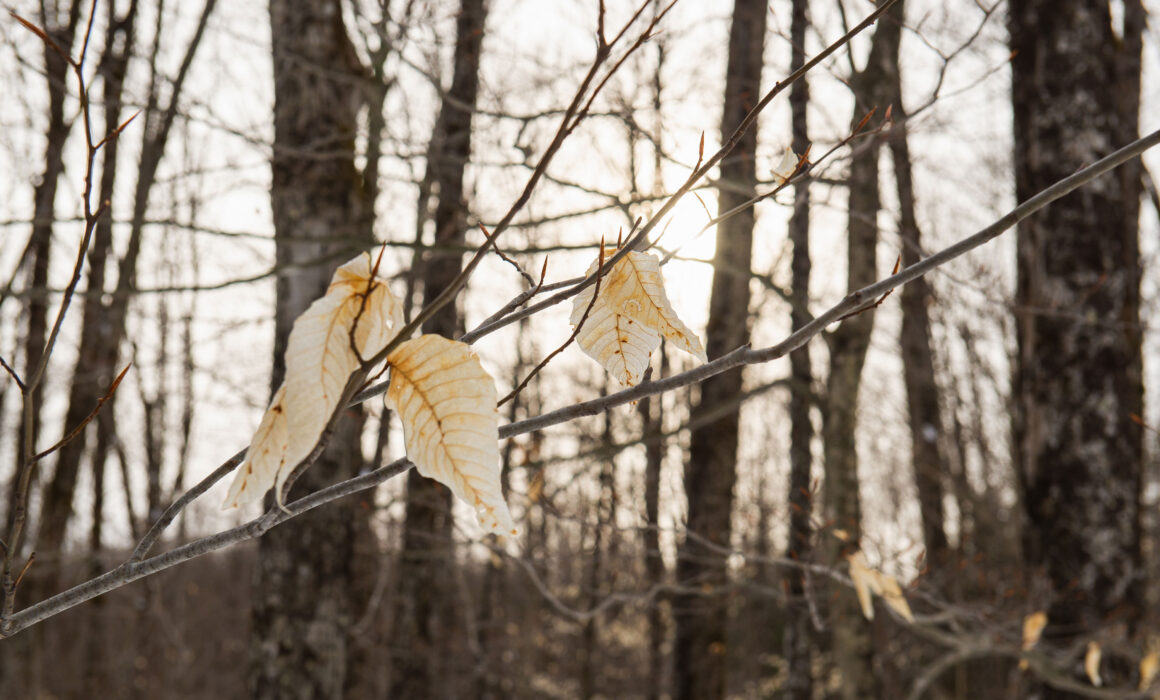 La lumière douce d’hiver filtre à travers les arbres dénudés, révélant la beauté fragile des feuilles persistantes.