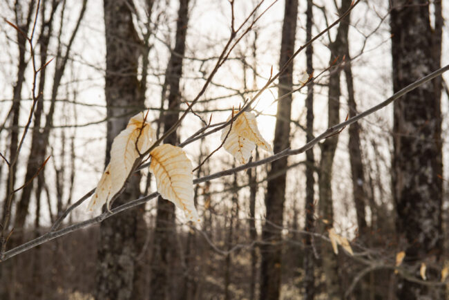 La lumière douce d’hiver filtre à travers les arbres dénudés, révélant la beauté fragile des feuilles persistantes.